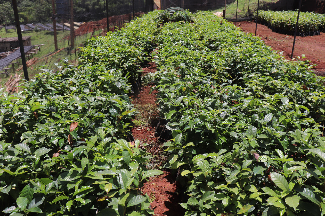 Rows of green coffee plants growing in a garden with a fence in the background