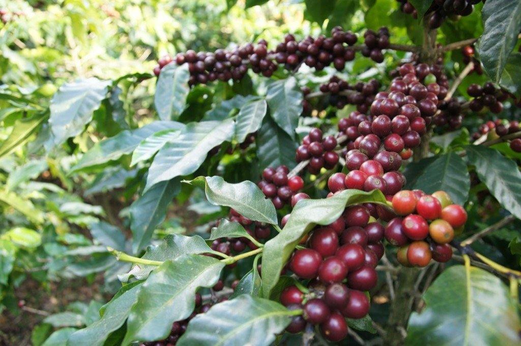 El Salvador Los Pirineos - Pacamara - Koppa coffee - od plantaže do šoljice