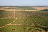 Brazil Daterra Sweet Collection - Koppa coffee - od plantaže do šoljice