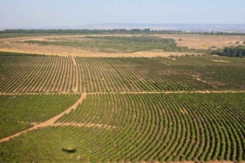 Brazil Daterra Sweet Collection - Koppa coffee - od plantaže do šoljice