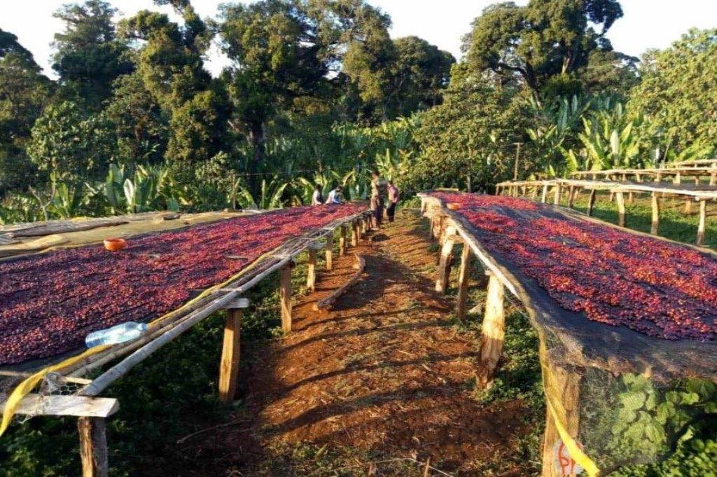 kafa Etiopija za domaću, espresso ili filter kafu