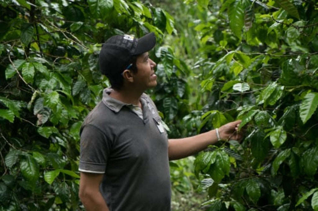  Finca La Golandrina Pacamara