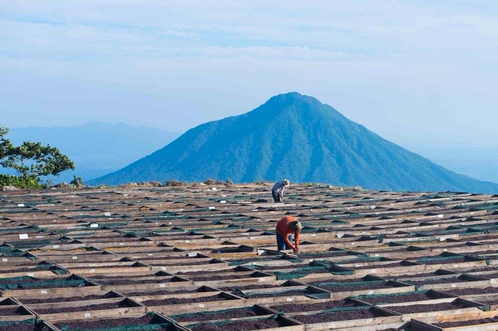 El Salvador Los Pirineos - Santa Rosa - Koppa coffee - od plantaže do šoljice